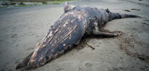 dead whale - why resist deep green resistance